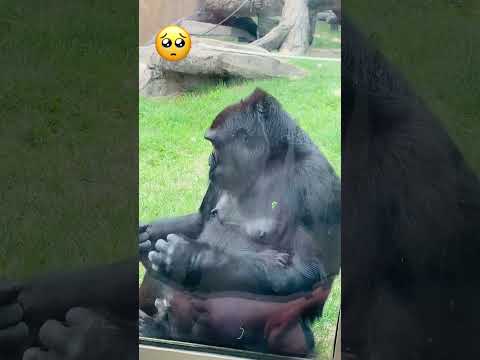 The purest love in the world is a mother's love❤️#fyp #animals #foryou #love #momlove #animallife