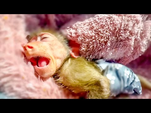 У Мани участились приступы и мы срочно поехали в клинику ЗооДоктор!