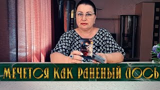 ОН МЕЧЕТСЯ, КАК РАНЕНЫЙ ЛОСЬ! ЧТО ЛОМАЕТ ОН В СВОЕЙ ЖИЗНИ?