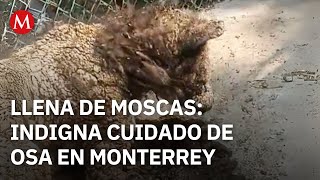 Osa negra de La Pastora: Cronología de un rescate, tratamiento y controversia