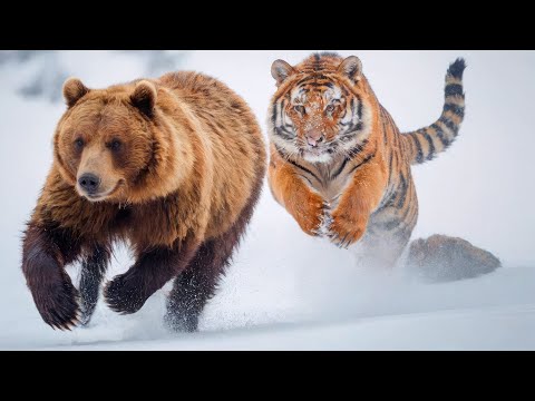 ¡Todos los osos huyen! 300 kg que mata en segundos： ¿por qué el tigre de Amur reina la taiga？