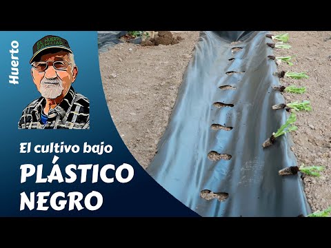 "Cultivo Bajo Plástico Negro: El Secreto para una Huerta Más Productiva 🌱"