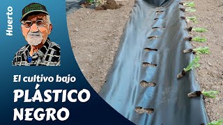 "Cultivo Bajo Plástico Negro: El Secreto para una Huerta Más Productiva 🌱"