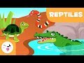Reptiles: Characteristics and Facts