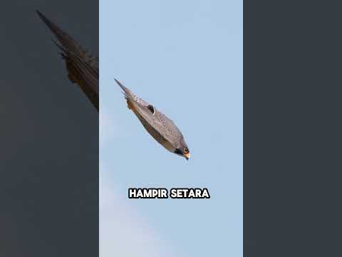 Hewan tercepat di dunia bukan cheetah