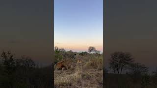 Lions Get Chased Off by Angry Buffalo Herd!