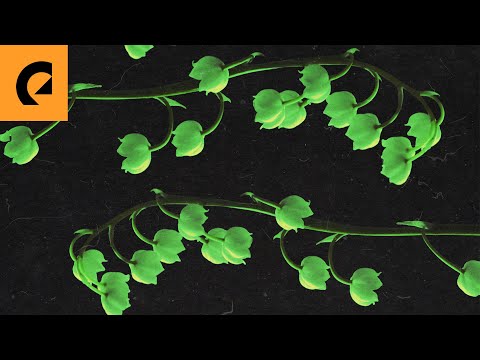 Zorro - Lily of the Valley