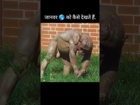 जानवर दुनिया को कैसे देखते है  #shorts  #viralshort  #facts #factholic