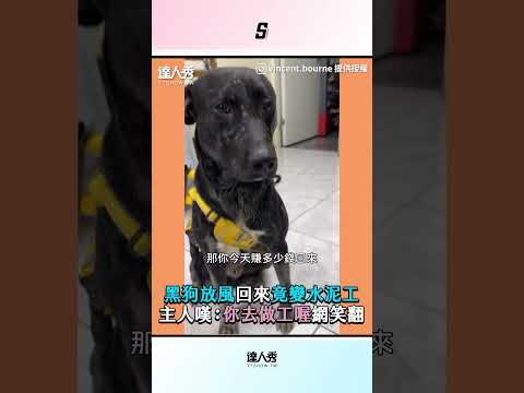 【黑狗放風回來竟變水泥工 主人嘆：你去做工喔網笑翻】#shorts
