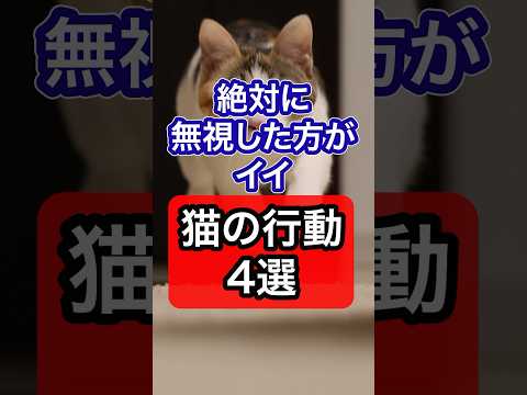 無視した方が良い猫の行動を獣医師が解説 #保護猫 #猫 #猫のいる暮らし #ねこ #ネコ #分離不安 #獣医師