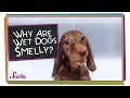 Understanding Dog Smells and Microbes