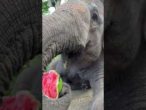 It's over 30 degrees. Eat a watermelon to quench your thirst. How do elephants eat watermelons?