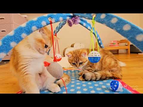 (Part two) The kittens' last day before leaving in our home