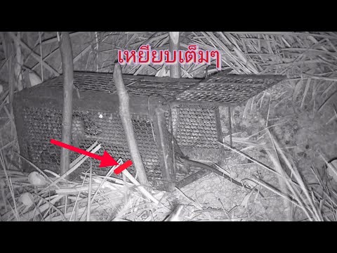 เหยียบเต็มๆ