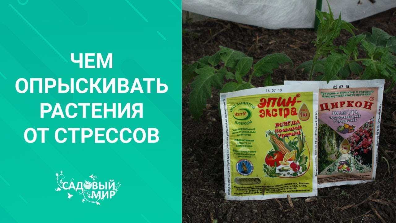 Чем опрыскивать растения от стрессов