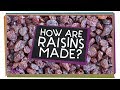 Understanding Raisins and Prunes