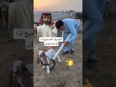 التصرف الصحيح اذا قدامك ثعبان