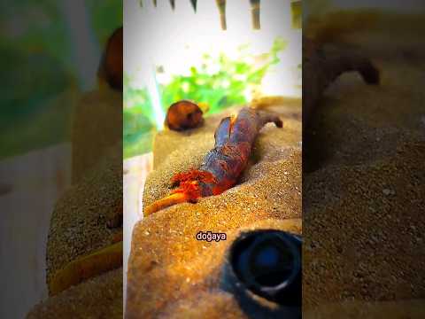 🦂Akrep teraryumu yapdım