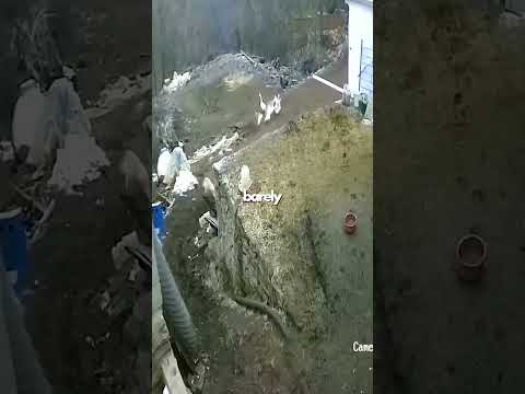 Wolf Underestimates A Kangal! #educationalvideo #dogbehavior