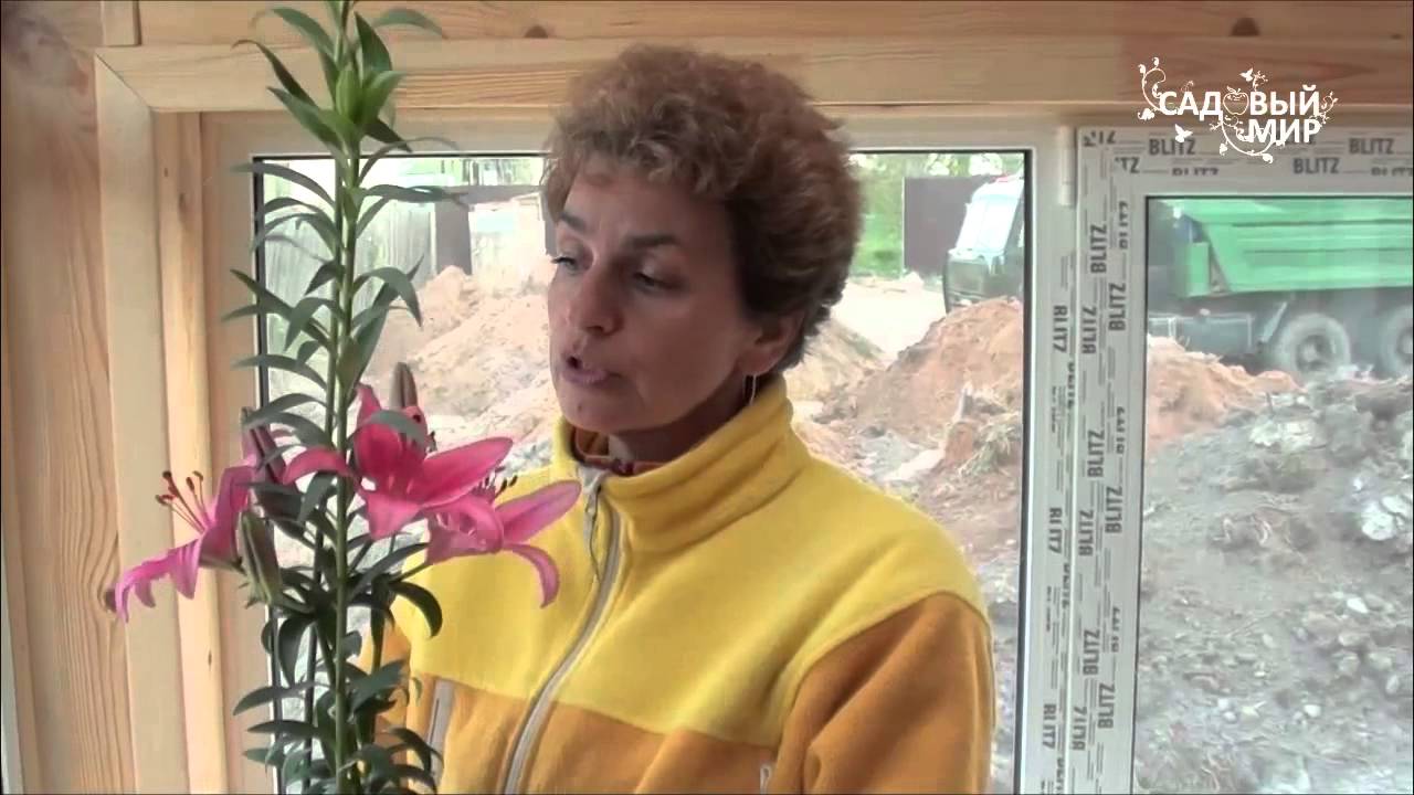 #1 Как сажать лилии с ростками