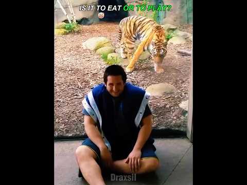 Killer Lion ☠️ #edit #animals #viralvideo