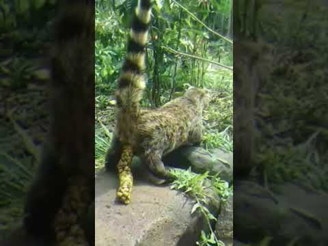 El café más caro del mundo está hecho de excremento de un animal 🤯#shorts  #sorprendente #sabiasque