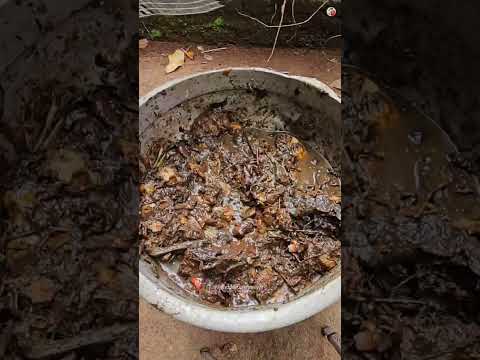 A royal feed for chickens with spoiled vegetables👑🐛🐓🔥
