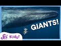 Animal Adaptations and Unique Features
