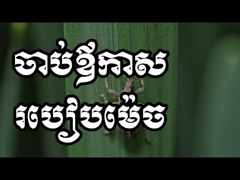 ចាប់ឪកាសរបៀបម៉េច