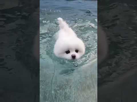 #shorts 물을 싫어하는 강아지 ㅋㅋ