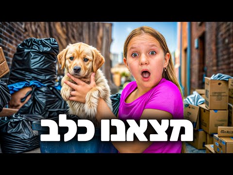 מצאנו כלב נטוש