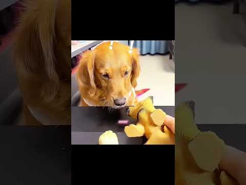 The Brave Dog Nobody Believed ๐ถโค๏ธ