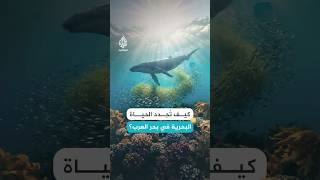 رياح الخريف في عُمان.. كيف تعيد الحياة إلى بحر العرب؟