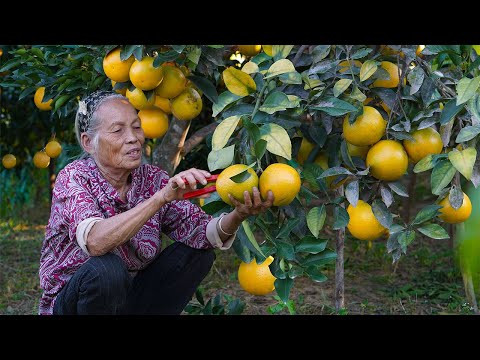 200 kilograms of oranges for Chinese cuisine and sale｜阿婆摘200公斤橙子賣，一天得500多塊，開心回家做橙餅蒸橙糕｜广西 美食｜ 玉林阿婆