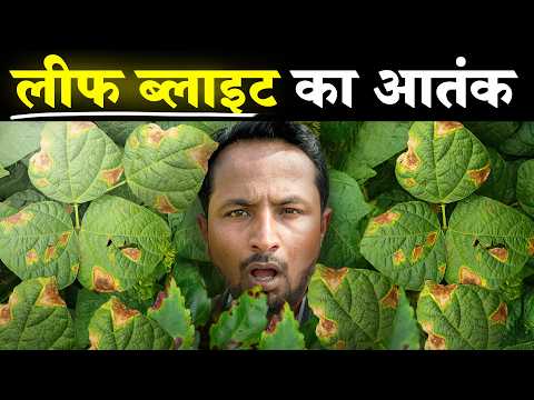 दाग मिटेगा-PROFIT खिलेगा💯💰| Leaf Blight Attack & Control | Crop Disease & Pest: S1E8 | Indian Farmer