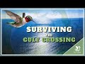 Hummingbird Migration Challenges and Support