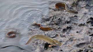 দেশি শিং মাছ শিকার