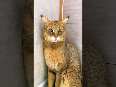 Потрогали камышового кота Босса за нос! 😻