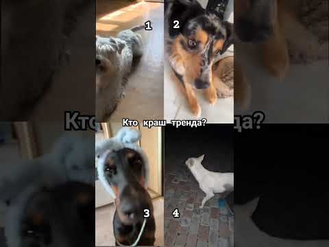 Госпожа Эвелин #trend ➡️#dogs