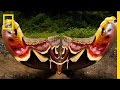 Wildlife Filmmaking and Conservation Insights