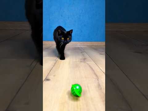 Black cat hunting my gummy๐โโฌ๐๐ฑ