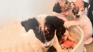 Three Helpless Abandoned Puppies, Wrestling Softly and Crying Out for Love!