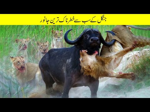 15 Most Aggressive Animals That Will Make You Fear Nature! Lion vs. Buffalo | Facts in Urdu