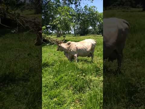 a vaca se prendeu nos cipó
