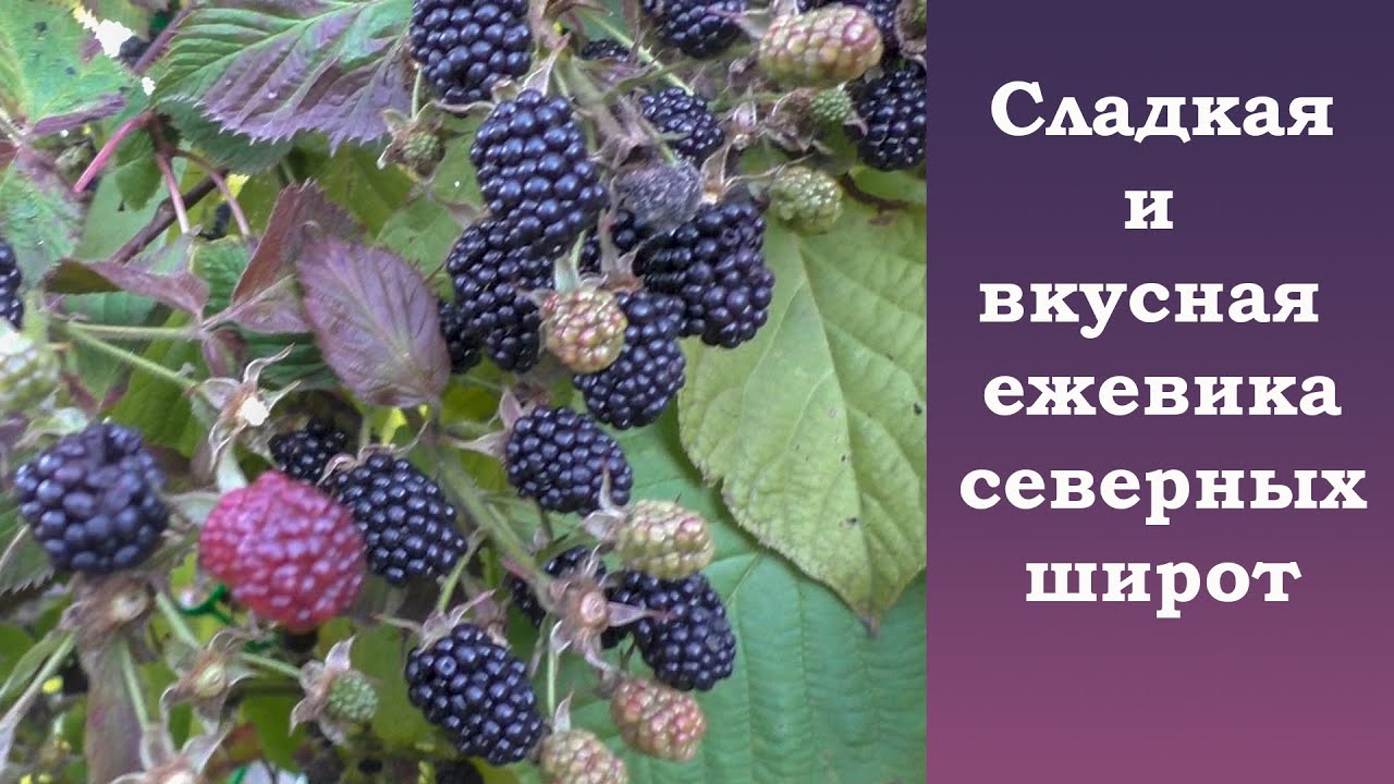 Сладкая и вкусная ежевика северных широт!