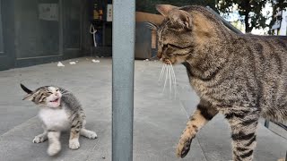 Brutal! Big Cat Attacks Helpless Kitten