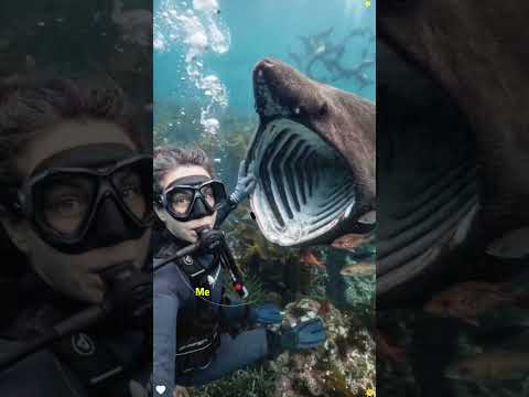 Is there any danger in encountering these creatures while swimming in the sea?#sea#beach#diving