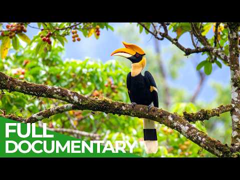 Wild Borneo – A Spectacular Journey into The Oldest Tropical Rainforest | Free Documentary Nature