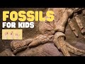 Fossil Characteristics and Study