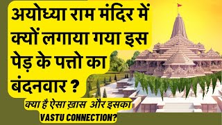अयोध्या राम मंदिर में क्यों लगाया गया इस पेड़ के पत्तो का बंदनवार ? क्या है इसका  Vastu Connection?